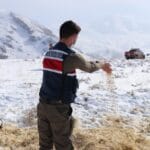 Yaban Hayvanlari Icin Yem Birakma Calismalari Devam Ediyor 2