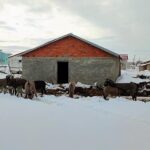 Basibos Birakilan Esekler Koruma Altina Alindi 1