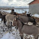 Basibos Birakilan Esekler Koruma Altina Alindi 2