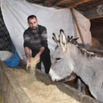 Basibos Birakilan Esekler Koruma Altina Alindi 3